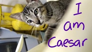 Beano, Caesar, Dandy, Enid, Nancy - Domestic Short Hair Cat