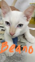 Beano, Caesar, Dandy, Enid, Nancy - Domestic Short Hair Cat