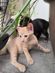 Jack &amp; Jill - Domestic Short Hair Cat