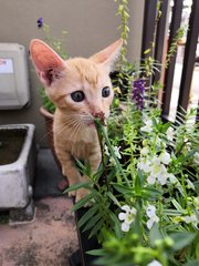 Jack &amp; Jill - Domestic Short Hair Cat