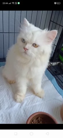 Oddie- Looking For Owner Not Adoption - Persian Cat