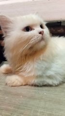 Oddie- Looking For Owner Not Adoption - Persian Cat