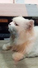 Oddie- Looking For Owner Not Adoption - Persian Cat