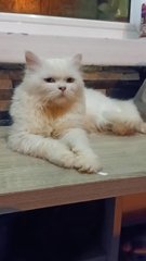 Oddie- Looking For Owner Not Adoption - Persian Cat