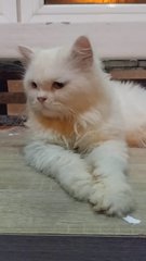 Oddie- Looking For Owner Not Adoption - Persian Cat