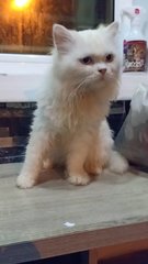 Oddie- Looking For Owner Not Adoption - Persian Cat