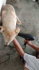 Lab - Labrador Retriever + Husky Dog