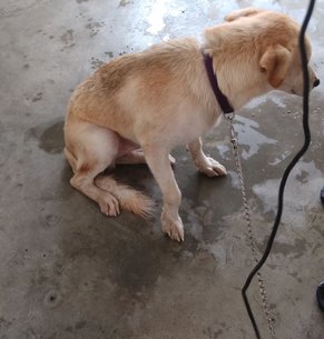 Lab - Labrador Retriever + Husky Dog