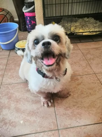 Albus - Shih Tzu Dog