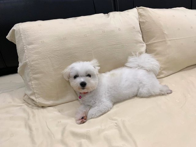 Creamy - Maltese Dog