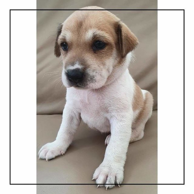 Rithika - Mixed Breed Dog