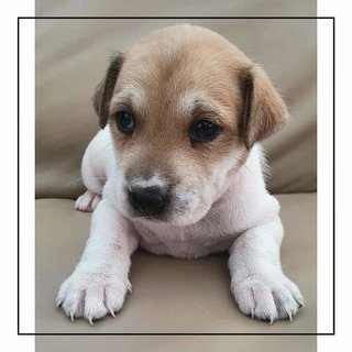 Rithika - Mixed Breed Dog