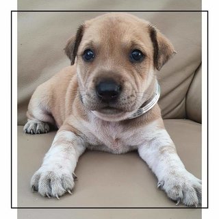 Mr.happy - Mixed Breed Dog