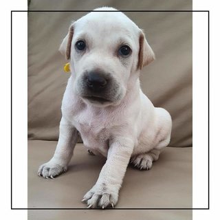 Peace Boy - Mixed Breed Dog