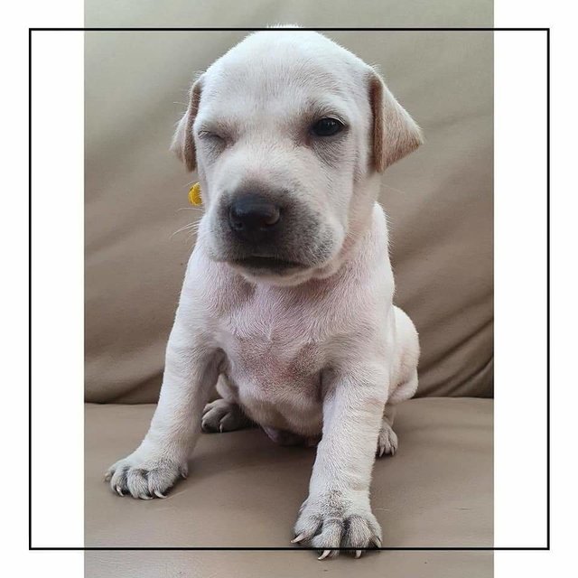 Peace Boy - Mixed Breed Dog