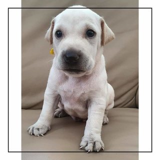 Peace Boy - Mixed Breed Dog