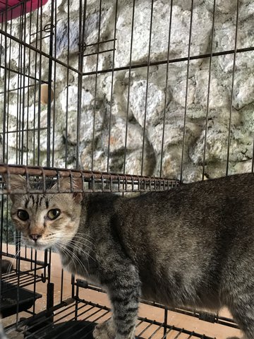 Kecik (Urgent Adoption) - Domestic Short Hair Cat