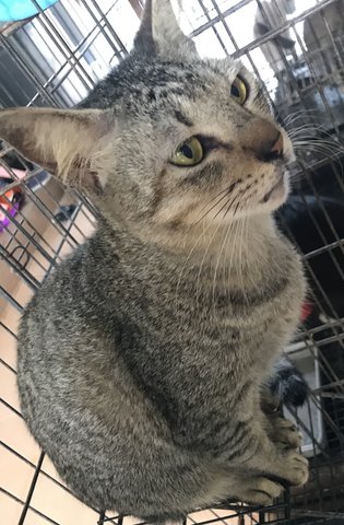 Ceng (Urgent Adoption) - Domestic Short Hair Cat