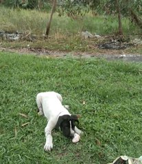 Baby Angel - Mixed Breed Dog