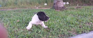 Baby Angel - Mixed Breed Dog