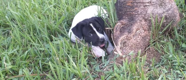 Baby Angel - Mixed Breed Dog