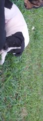 Baby Angel - Mixed Breed Dog
