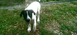 Baby Angel - Mixed Breed Dog