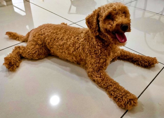 Toy Poodle Male - Poodle Dog