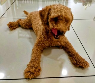 Toy Poodle Male - Poodle Dog