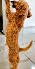 Toy Poodle Male - Poodle Dog