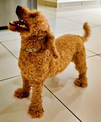 Toy Poodle Male - Poodle Dog