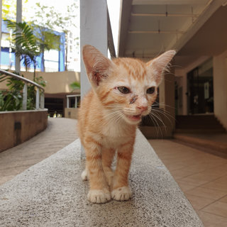 Cuddles - Domestic Short Hair Cat