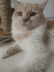 Chichi - Persian Cat