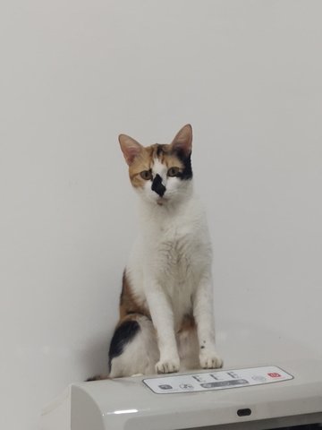 Chacha - Calico Cat