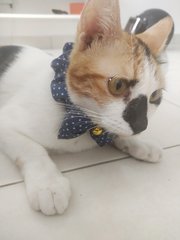 Chacha - Calico Cat