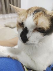 Chacha - Calico Cat