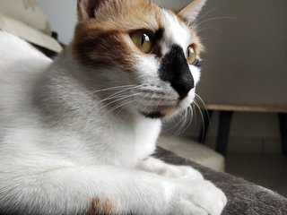 Chacha - Calico Cat