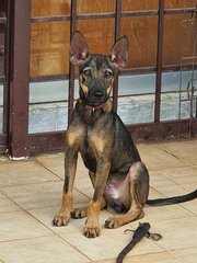 PF99789 - Mixed Breed Dog