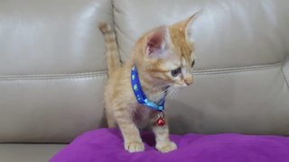 Toto - Domestic Medium Hair Cat