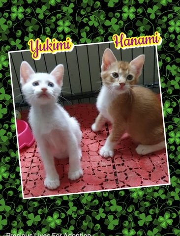 Yukimi &amp; Hanami - Calico + Tabby Cat