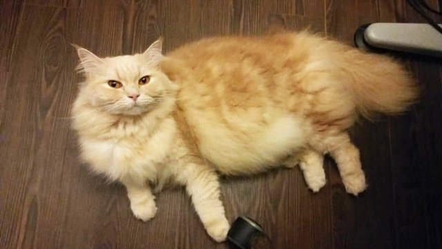 Mystique - Maine Coon + Domestic Long Hair Cat