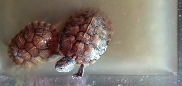 Leo And Lizzy - Tortoise Reptile