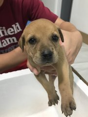 Tiger And Brothers  - Mixed Breed Dog