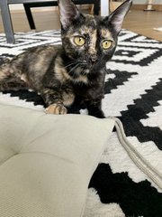 Annie (Now Maya) - Domestic Short Hair Cat