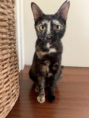 Annie (Now Maya) - Domestic Short Hair Cat