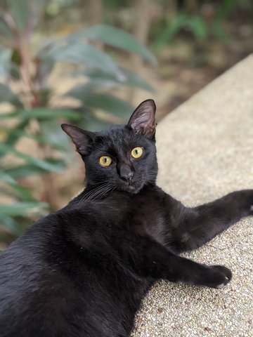 Smoky - Domestic Short Hair Cat