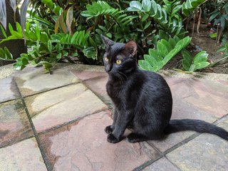 Smoky - Domestic Short Hair Cat