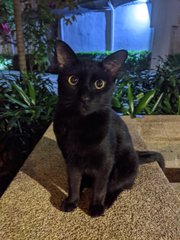 Smoky - Domestic Short Hair Cat