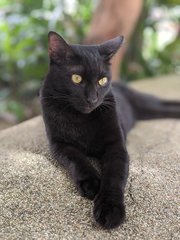 Smoky - Domestic Short Hair Cat