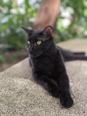 Smoky - Domestic Short Hair Cat